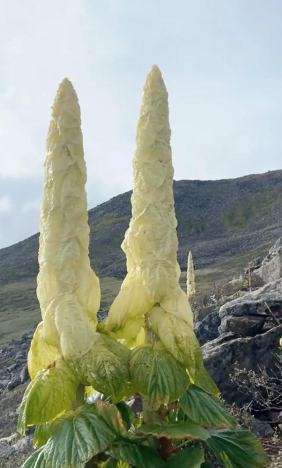 拉萨乡土植物有哪些