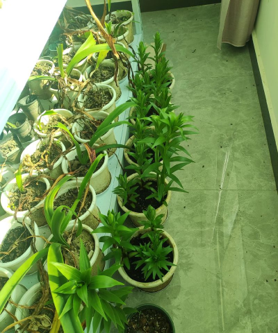 家庭养花用生根粉