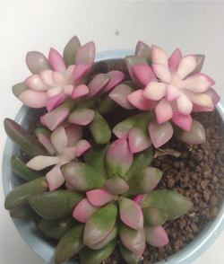 松锦吹雪如何造型