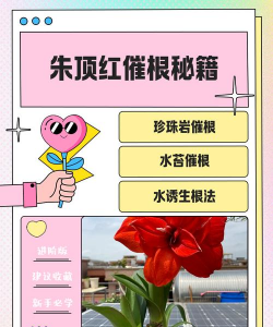 家庭养花用生根粉