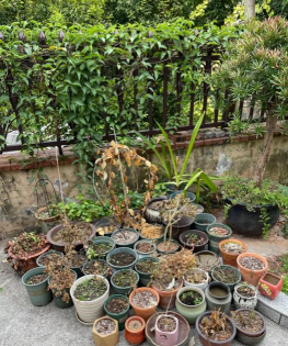 家庭养花用生根粉