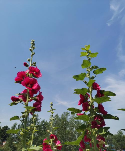 野外的花有.哪些