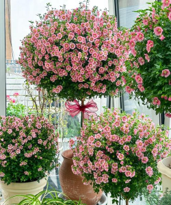 小型木本花有哪些