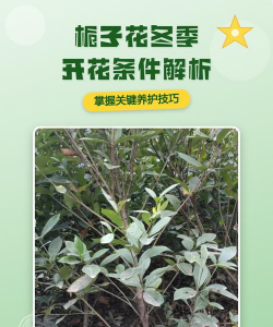 栀子花为什么是冬天开花