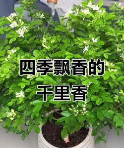千里香花是什么样