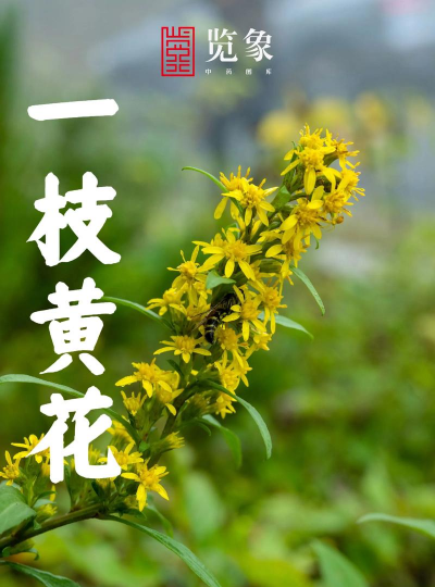 一枝黄花长什么样子