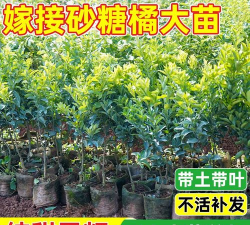金葵沙糖桔种植技术和栽培要点