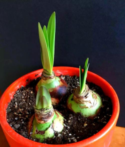 球状根茎植物有哪些