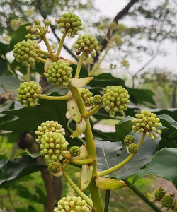 八角金盘长什么样