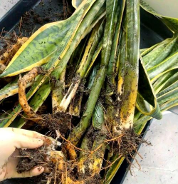 家庭养花用生根粉