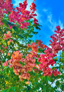 秋季有哪些木本花