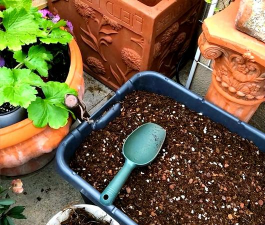 家庭养花用生根粉