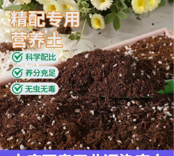 家庭养花用生根粉