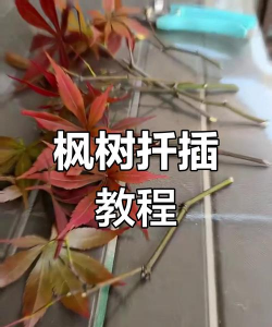 红枫树怎么繁殖
