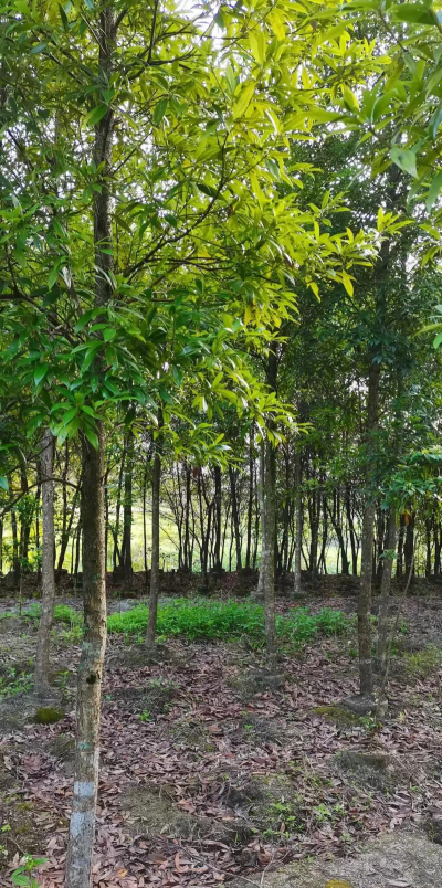 福建乡土树种有哪些