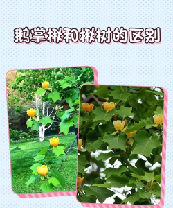 楸树与楸树有什么区别