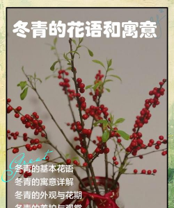 冬青树八月开花代表什么