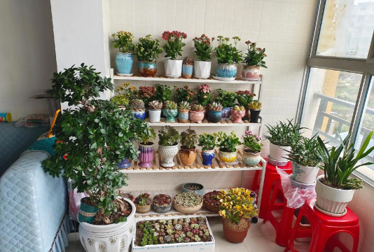 家庭养花用生根粉