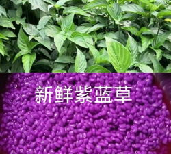 紫色草的药是什么样子的