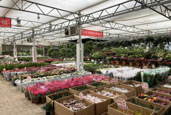 家庭养花用生根粉