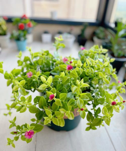 家庭养花用生根粉