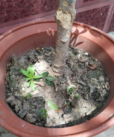 家庭养花用生根粉