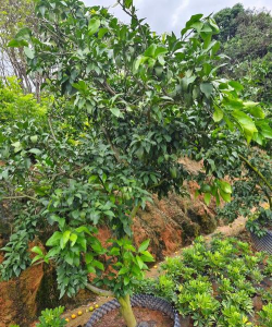 红美人柑橘怎么移栽红美人柑橘种植难点