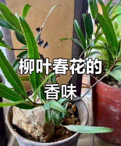 柳树叶可以养花