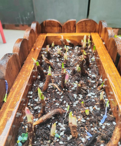 家庭养花用生根粉