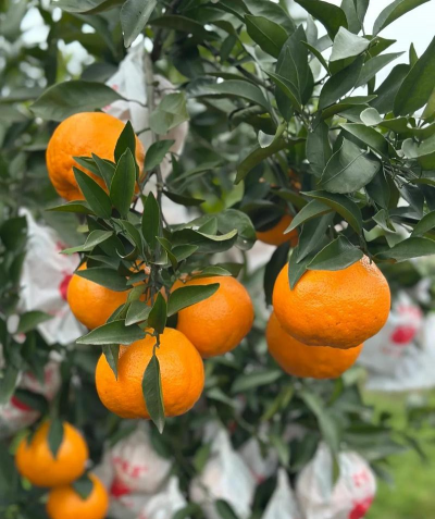 2020年种什么柑橘品种有前景真正有前景的柑橘新品种