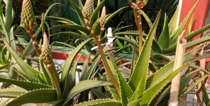 家庭养花用生根粉