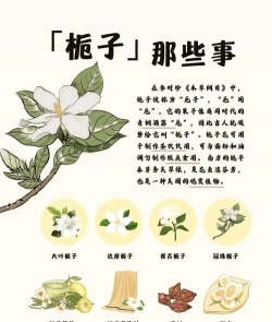 栀子花秋天容易得什么菌