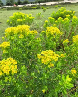 养花最怕的野草