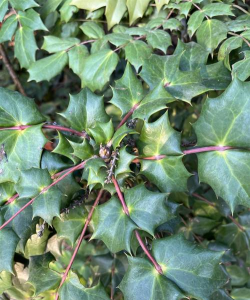 阔叶类花木有哪些