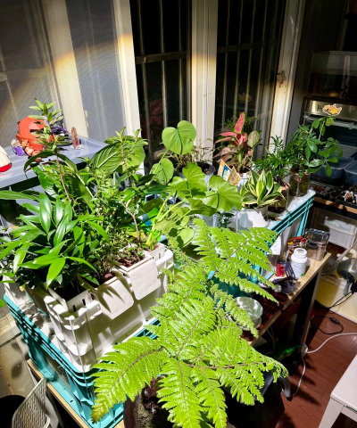 家庭养花用生根粉