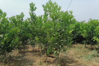 沃柑种植株距多少合适沃柑种植密度多少最好