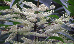 杜英有哪些病害