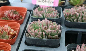 红宝石徒长怎么办