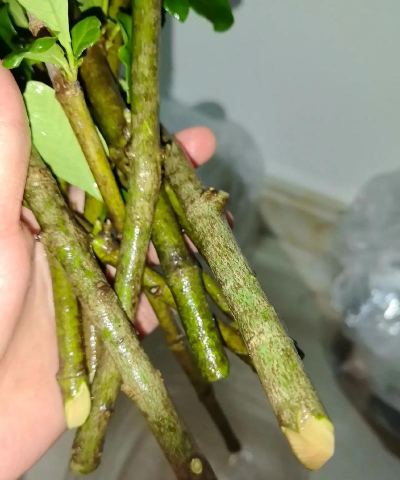 家庭养花用生根粉