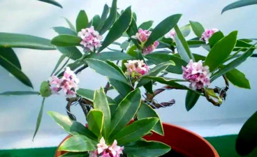 家庭养花用生根粉