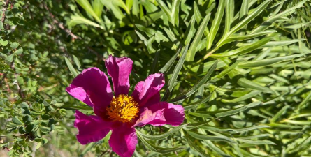 窄叶花都有哪些