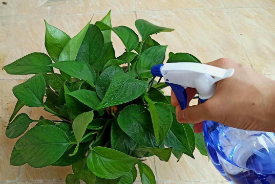 家庭养花用生根粉