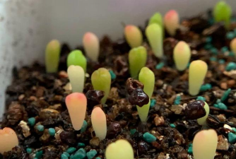 家庭养花用生根粉