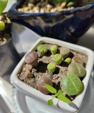 家庭养花用生根粉