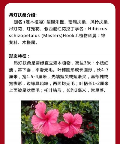 朱槿品种名称有哪些