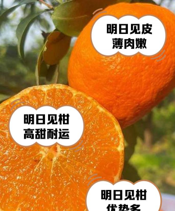 明日见柑橘种植前景及优缺点 明日见柑橘种植前景及优缺点