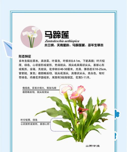 马蹄莲的别名叫什么花