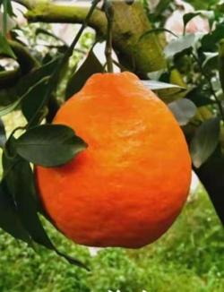 丑美人柑橘品种简介（2020年柑橘新品种）