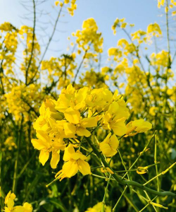 早春花卉有哪些