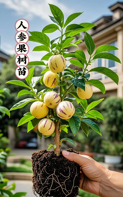 人参果是一种什么植物